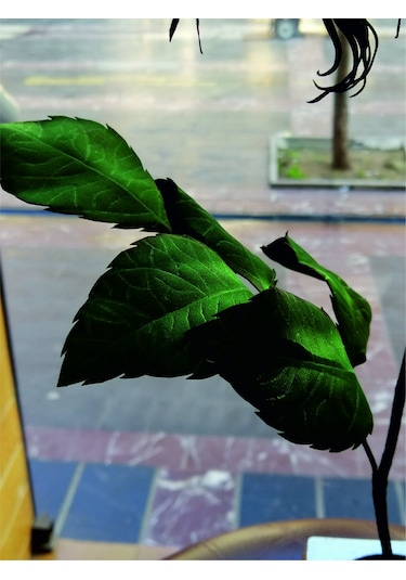 Dekoratif Gül Ambiyans