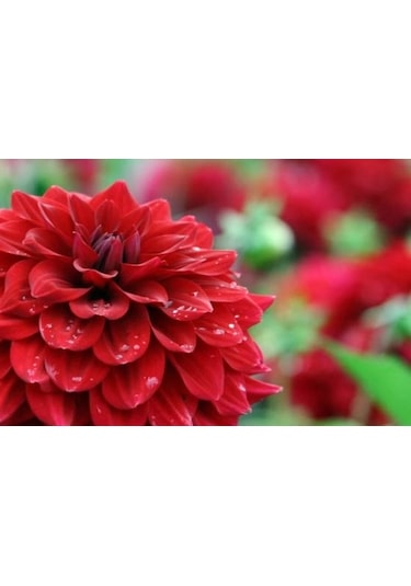 Hollanda'Dan İthal Yıldız Çiçeği Dehlia Çiçeği Tohumu 25 To