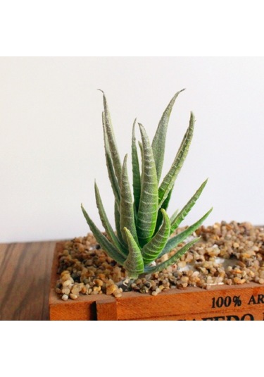 Sones Yapay Mini Aloe Plastik Bitkiler El Sanatları Çiçekçilik Peyzaj Bahçe Aile Ofis Dekorasyonu Akın Yeşil Sarı Uç