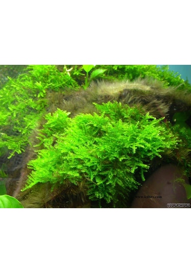 Java Moss Akvaryum Bitkisi 5x5 Paslanmaz Tele Sarılı 10'lu Paket
