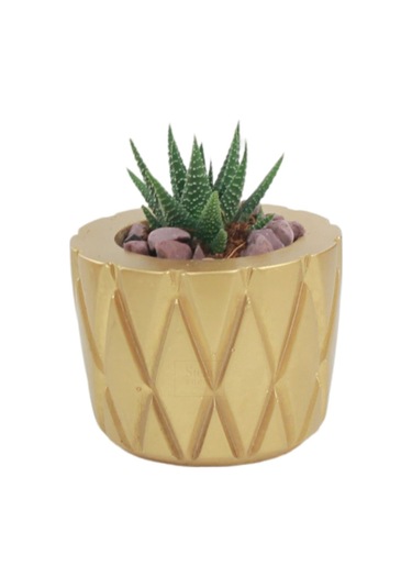 Çiçek Saksısı Dekoratif Kaktüs Saksı 1 Adet Baklava Model - Altın