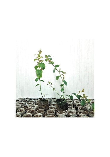 Tüplü Aromalı Blue Jay Yaban Mersini Fidanı