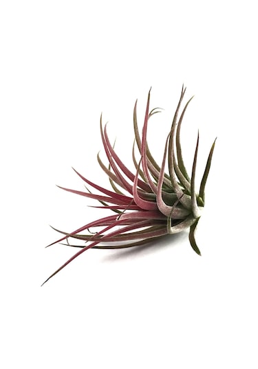 Tillandsia Lonantha (Hava Bitkisi)
