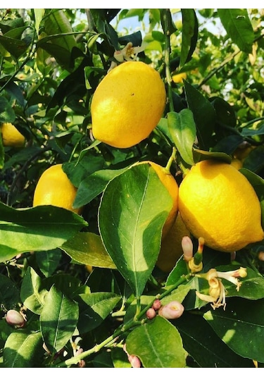 4 Adet Aşılı Yediveren Mayer Limon Ağacı Fidanı 3 Yaş
