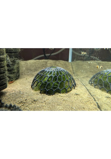 2 Adet Akvaryum Moss Dome Yosun & Bitki Koruma Kubbesi