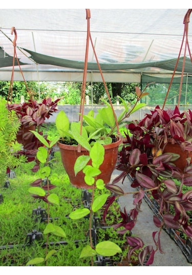 Mum Çiçeği Askılı Saksıda 2 Adet - Hoya Carnosa