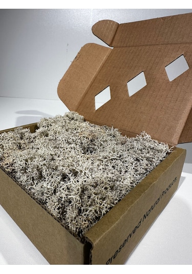 Reindermoss Şoklanmış Norveç Yosunu Terarium Yosunu Natural Green 100 Gr.