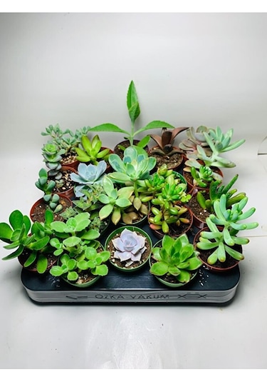 Sukulent Saksı Set 5.5cm 20 Adet