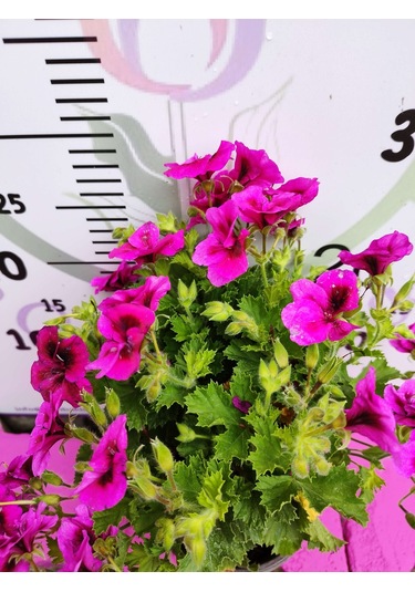 Mor Alacalı Ceylangözü Sardunya Pelargonium Domesticum - Renkli Süs Bitkisi