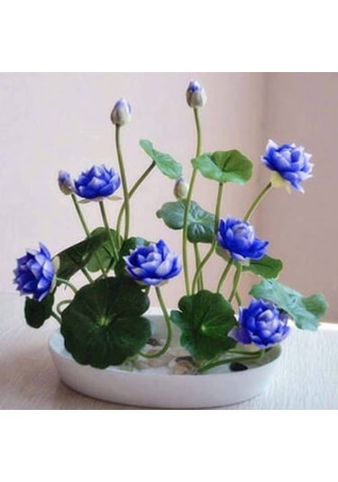 5 Adet Tohum Nadir Mavi Kase Lotus Çiçeği Tohumu Kutsal Nilüfer