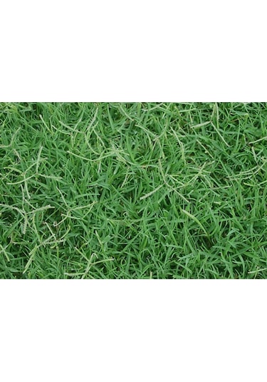 Bermuda Çim Tohumu 1 KG Bermuda GRass Uganda Çimi Ayrık Tohumu