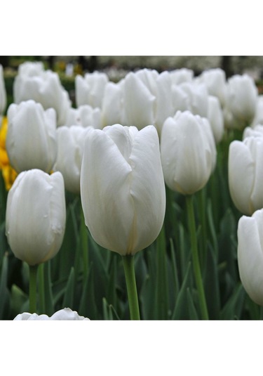 Beyaz Lale Soğanı 5 Adet