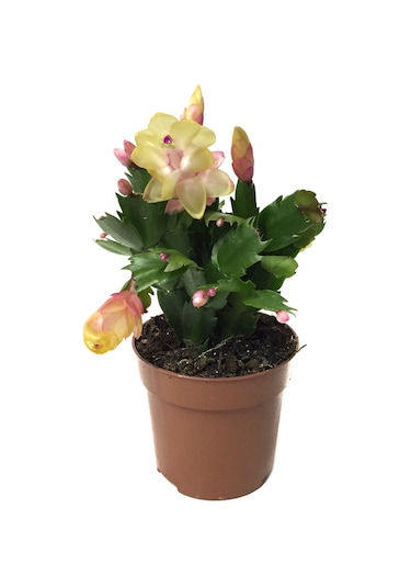 Schlumbergera 'Yellow' (Yılbaşı Çiçeği) Ø8,5 CM Y15-20 CM