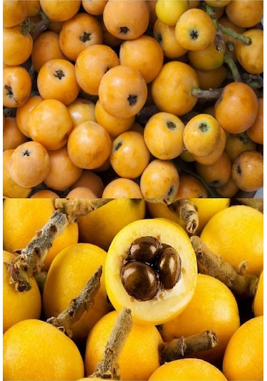 Tüplü Yenidünya  Malta Eriği Fidanı 3 Yaş