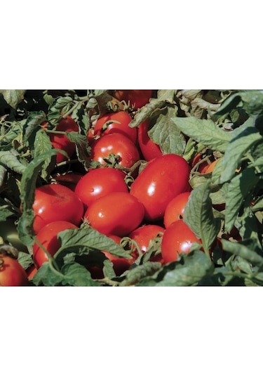 Domates Takviye Sıvı Gübre 20 Kg 1 kg