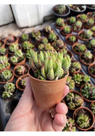 Haworthia Mini Bodur Tür 1 Adet