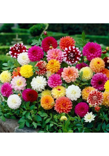 100 Adet Dev Yıldız Dahlia Çiçeği Yumrusu Soğanı.karışık Renk..