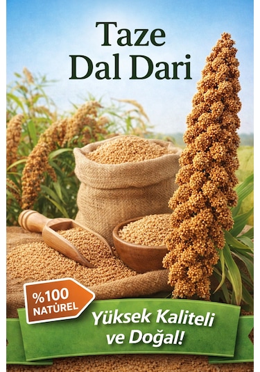 Dal Darı Tilki Kuyruğu 1 Kğ