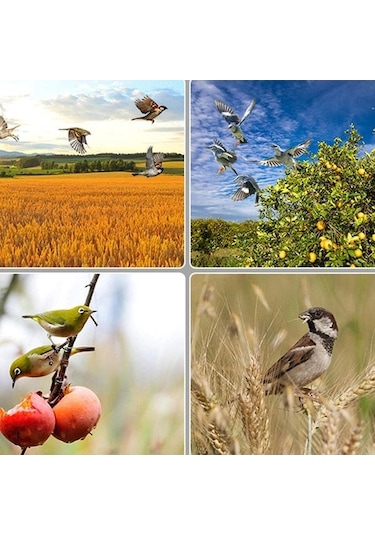 Fortunelane Gece Modlu N911q Ses-ışık Sistemi: Güneşli Kuş-kuşka & Hayvan İzleyici, Bahçe-balık Havuzu-padişah İçin Siyah