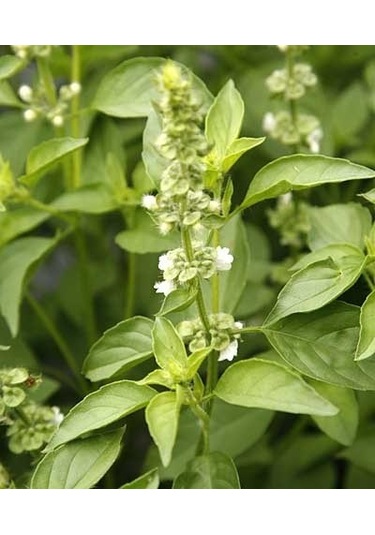 Tarçın Aromalı Fesleğen Tohumu