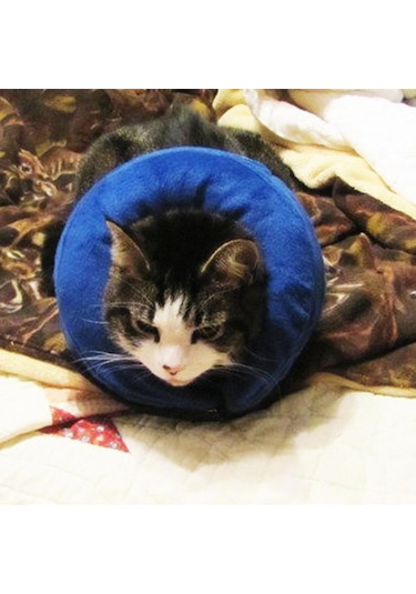 Homyl Şişme Kedi Köpek Tasması Elizabeth Yakasına Alternatif