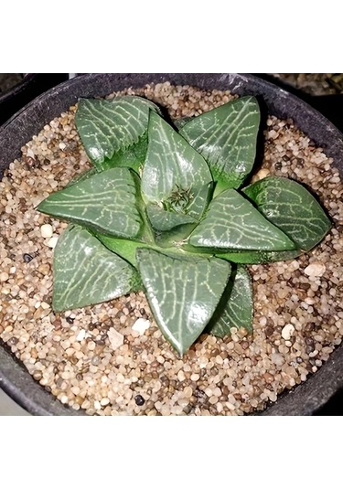 Willowhaven 1.1lb Doğal Yuvarlak Kum Paketi Akvaryum Bahçe Evcil Hayvan Kumu