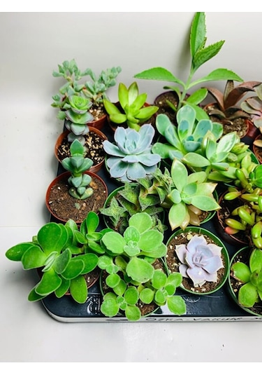 Sukulent Saksı Set 5.5cm 20 Adet