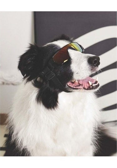 M-pets Sunny Sunbather Köpek Gözlüğü Siyah