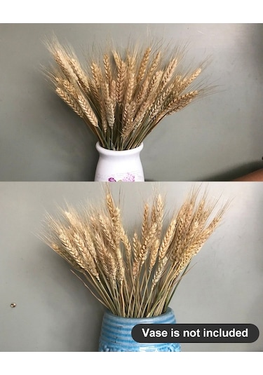 Novahub 100 Adet Doğal Kurutulmuş Çiçekler, Buğday Kulakları & Sapları, Ev Ve Düğün Dekoru Seti