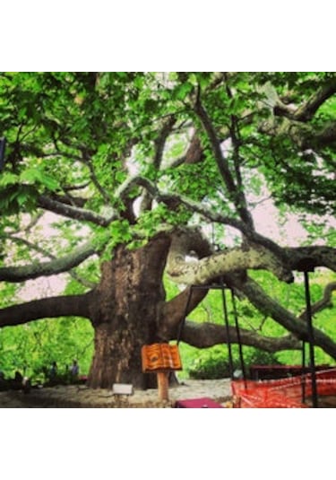 Fidan Doğu Çınar Fidanı 1.40-1.60 Cm Boy 1 Adet