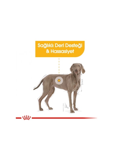 Royal Canin Ccn Maxi Derma Yetişkin Köpek Maması 12 KG