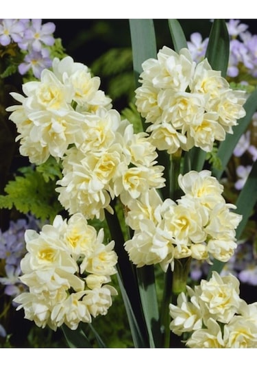 Double Nergis Çiçeği Soğanı Kokulu 4 Adet