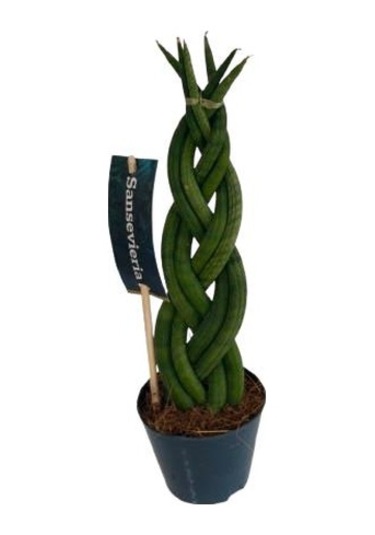 Örgülü Sanseverıa Cylındrıca