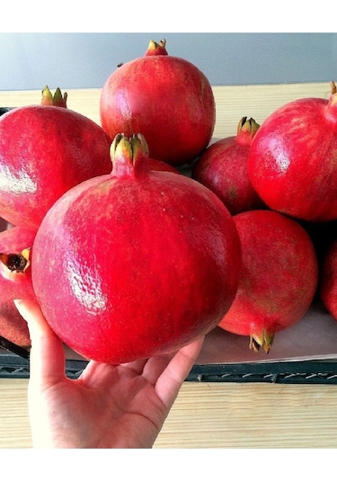 10 Adet Tüplü Hicaz Nar Fidanı