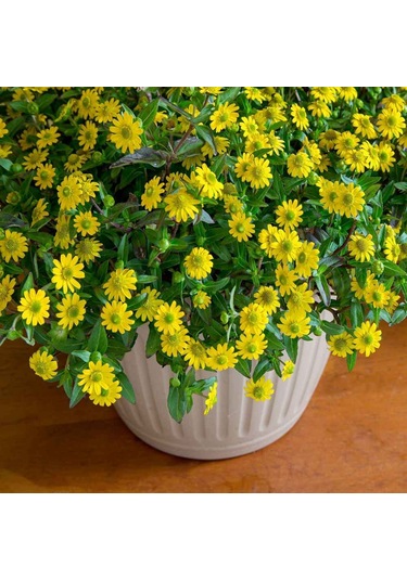 100+ Adet Yayılıcı Zinnia Tohumu