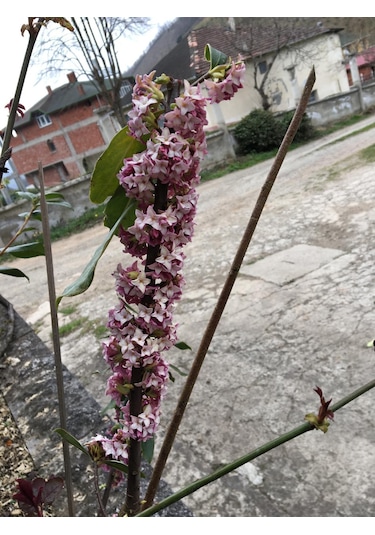 Kafkas Gülü Daphne Kokulu 20-35 Cm Tüplü