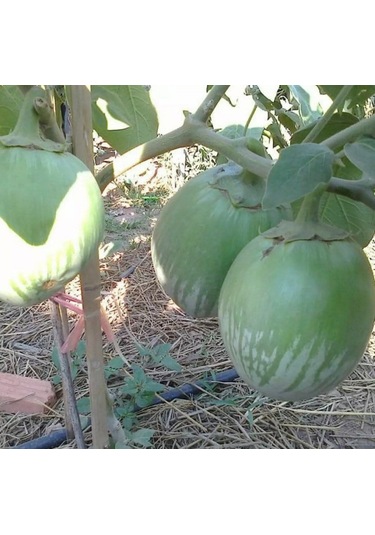 Giant Thai Dev Yeşil Patlıcan Tohumu 15 Tohum