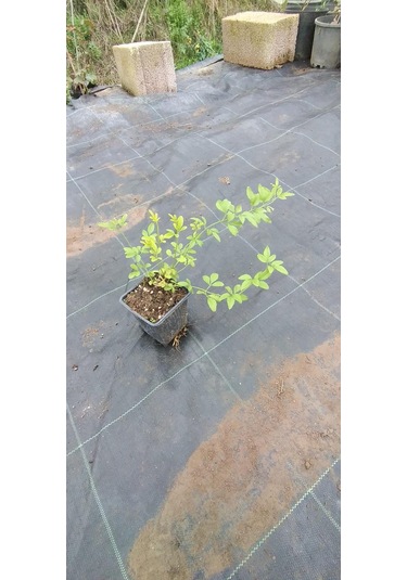 Sarı Yasemin Fidanı (jasminum Humile) 30 cm