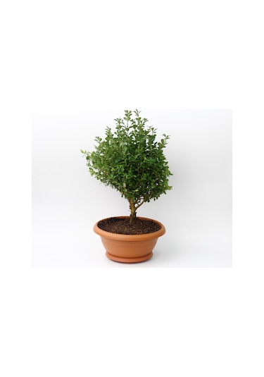 Bonsai Şimşir Fidanı Ev / Ofis Bitkisi - 2 Adet