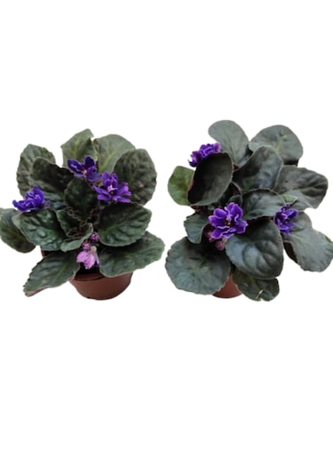 2 Adet Katmerli Afrika Menekşesi Yerli Üretim Mor Renk