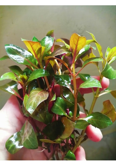 Ludwigia Grandulosa Akvaryum Bitkisi Canlı Bitki 5 Dal