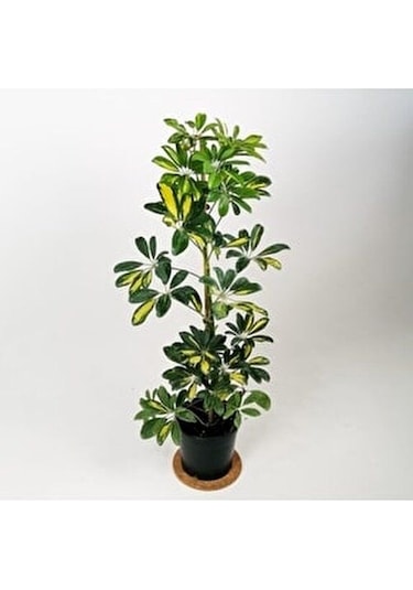 Şeflera Bitkisi 100 Cm Schefflera Bitkisi 5 Parmak Bitkisi Ev Bit