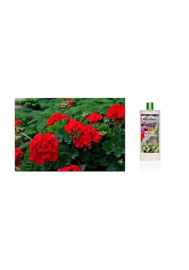 Tropikal Besin Bitkis 3 Adet - 1000 Ml
