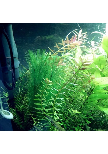 Vkemall Akvaryum Dekoru: 30cm Beyaz Tabanlı 3'lü Plastik Yapay Bitki Seti - Renkli Ve Gerçekçi Su Bitkileri