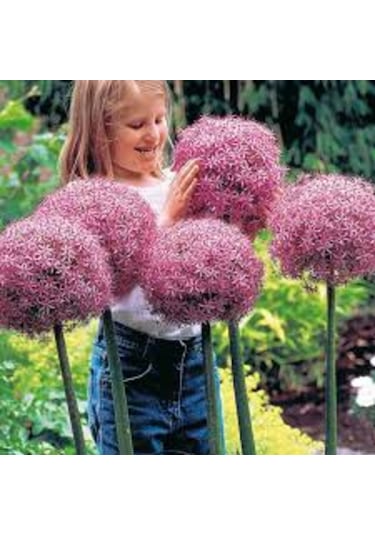 Camtohum Dev Mor Allium Tohumu Ekim Seti 3 Tohum + Saksı + Toprak + Hediye