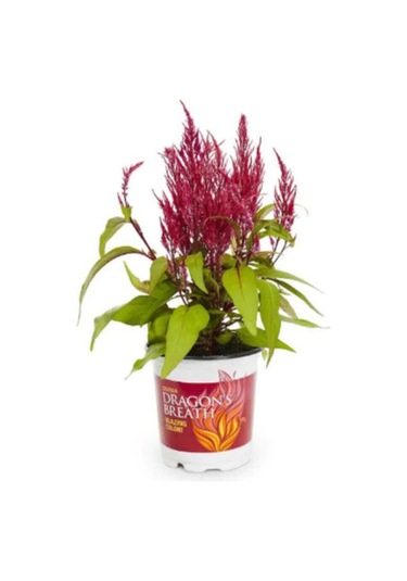 Nadir Püskül Çiçeği Tohumu 5 Tohum Çiçek Tohumu