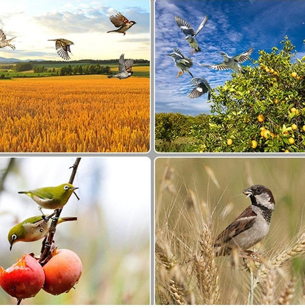 Xiyyadms Güneş Enerjili N911q Ses-ışık Sistemi: Gündüz Zamanlı Kuş-kuşka Ve Hayvan Kovucu, Bahçe-balık Havuzu-padişah İçin Siyah