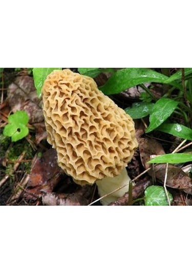 Kuzu Göbeği Mantarı Sıvı Miseli 30cc