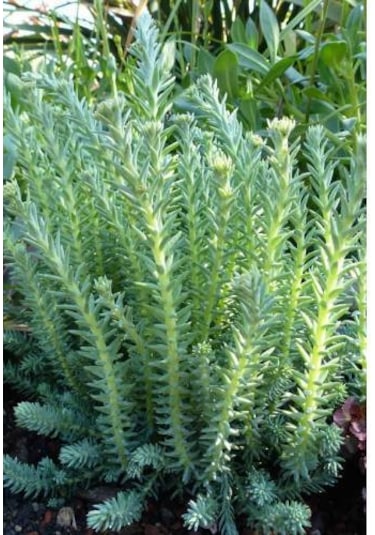 Sedum Reflexum 45 Adet - Teraryum İçin Sukulent Bitki