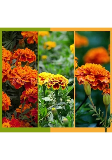 Fransız Kadife Çiçeği Tohumu Bodur Petite Serisi Karışım Tagetes